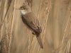 Reed Warbler at Wat Tyler Country Park (Steve Arlow) (121405 bytes)